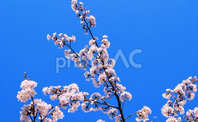 桜の花と澄んだ青空 桜,青空,花の写真素材