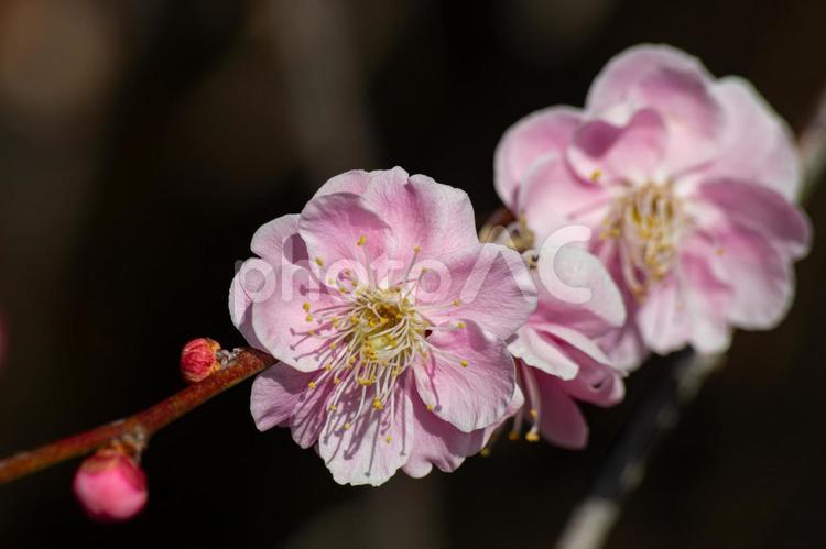 ピンクの梅の花と蕾、横構図 梅,紅梅,青空の写真素材