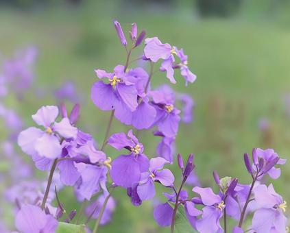 Photo, spring flowers, purple, refreshing, 