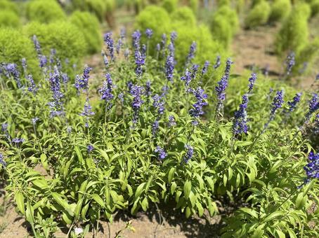 ブルーサルビア ブルーサルビア 花,植物,ブルーの写真素材