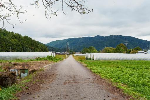 秋の農道　 農道,秋,ビニールハウスの写真素材