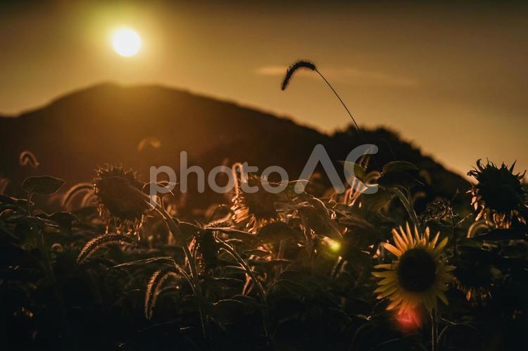 ＜風景＞枯れ始めた秋のヒマワリ畑の景色 ひまわり,夏,秋の写真素材