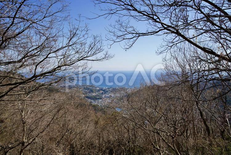 木の間からの街並み 街,海,海岸の写真素材