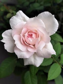 ベランダのバラ・シャリマー 薔薇,バラ,シャリマーの写真素材