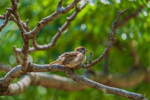 木の上に雀 木の上に雀 雀,すずめ,野鳥の写真素材