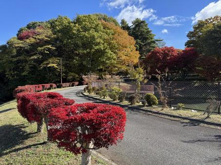 晩秋の小坂田公園の紅葉（長野県塩尻市）の写真