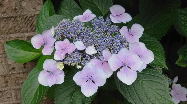 紫陽花の写真 紫陽花の写真の写真