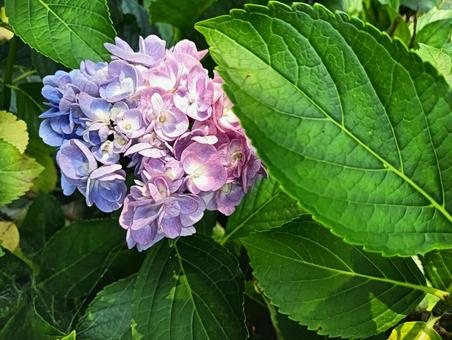 Hydrangea, JPG Hydrangea, JPG