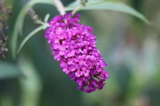 ピンク色のフサウツギの花のアップ ピンク色のフサウツギの花のアップの写真