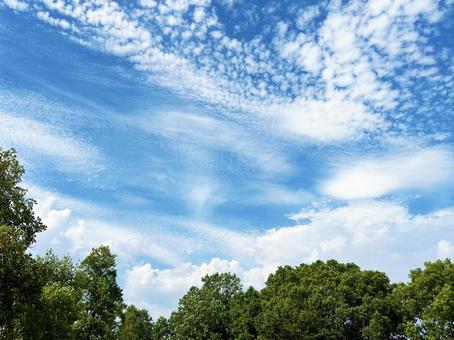 雲が広がる空模様と公園の木々 雲が広がる空模様と公園の木々 空模様,空,雲の写真素材