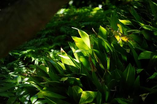 Clusters of green leaves shining in the shade, JPG Clusters of green leaves shining in the shade, JPG