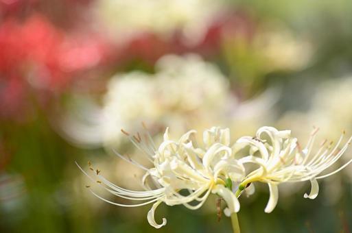 白の曼珠沙華 白の曼珠沙華の写真