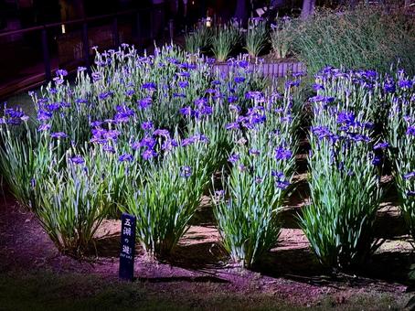 夜の堀切菖蒲園　ライトアップされる花菖蒲 堀切菖蒲園,5月,菖蒲の写真素材