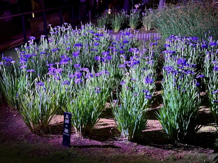 夜の堀切菖蒲園　ライトアップされる花菖蒲 堀切菖蒲園,5月,菖蒲の写真素材