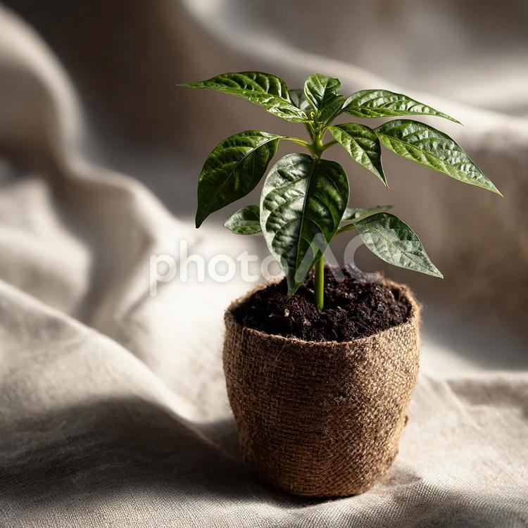 室内で育てる小さな緑の癒やし 苗,植物,鉢の写真素材