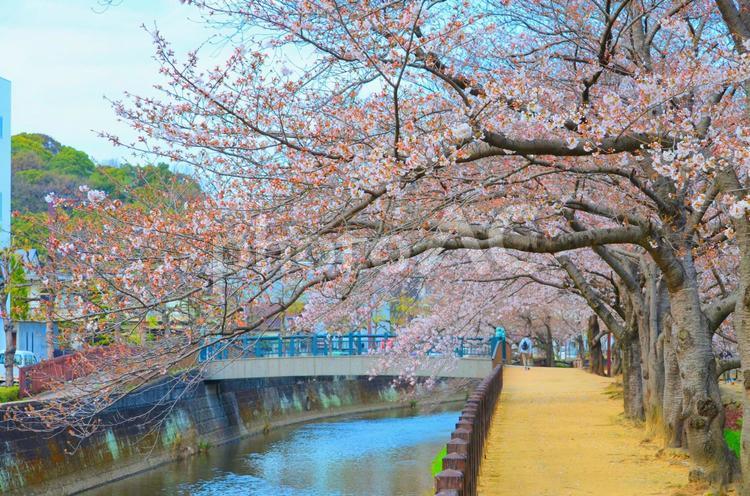 市内の川と桜の木の花 桜,花,開花の写真素材