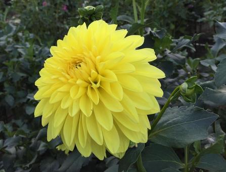 黄色い菊花 黄色い菊花の写真