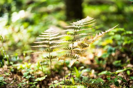 森林の中で光の当たる雑草 森林の中で光の当たる雑草の写真