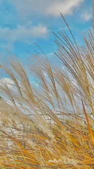 ススキ　青空 ススキ,秋,お月見の写真素材