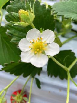いちごの花 いちごの花の写真