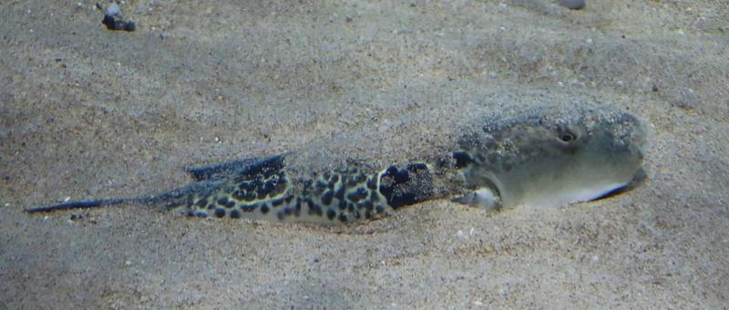 砂潜り中の写真