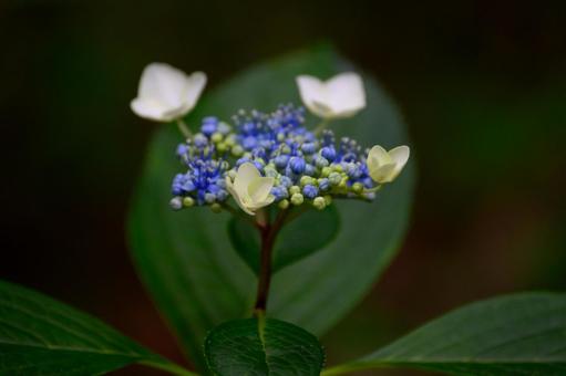 Photo, hydrangea, shade, rainy season, 