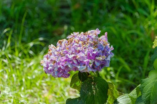 色あせた紫陽花と夏の終わりの光 色あせた紫陽花と夏の終わりの光の写真