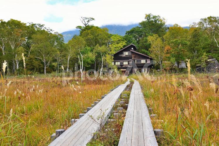 尾瀬の草紅葉（尾瀬ヶ原） 紅葉,草紅葉,秋の写真素材