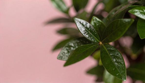 オリーブの鉢植え オリーブの鉢植えの写真