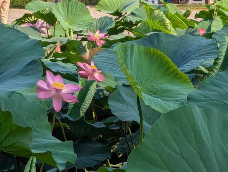 大連・労働公園のハスの花 大連・労働公園のハスの花 ハス,ハスの花,蓮の写真素材