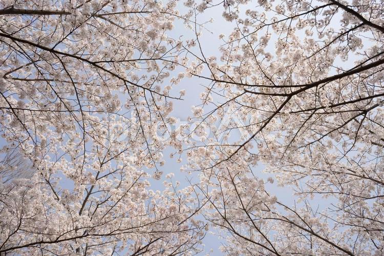 下から見上げる満開の桜 桜,満開,見上げるの写真素材