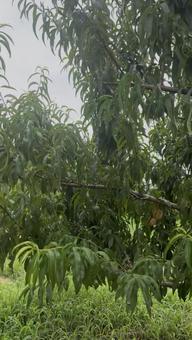 桃の木 自然,木々,木陰の写真素材