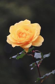 あきバラの7 秋,薔薇,バラの写真素材