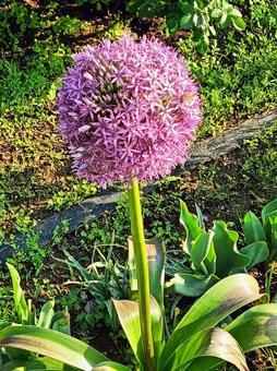 紫の花34 紫の花34の写真