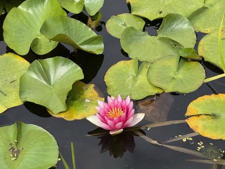 花 花 屋外,7月,自然の写真素材