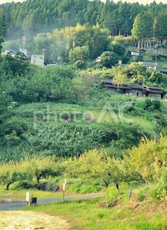 新城　四谷千枚田 日本の原風景,愛知,木の写真素材