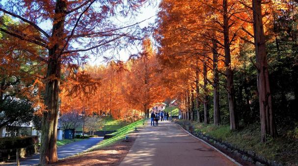 秋の子どもの森公園・メタセコイア・飯能市 秋,メタセコイア,並木の写真素材