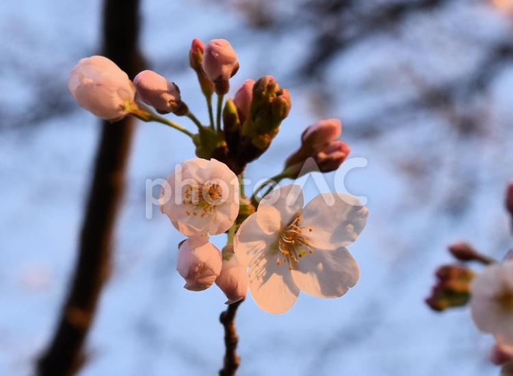 ソメイヨシノ ソメイヨシノ,桜,花見の写真素材