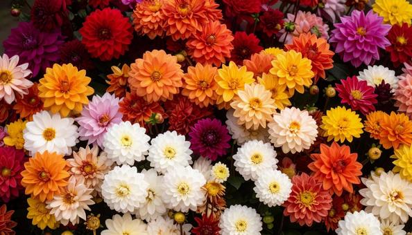 秋の花 ダリア 秋の花 ダリアの写真