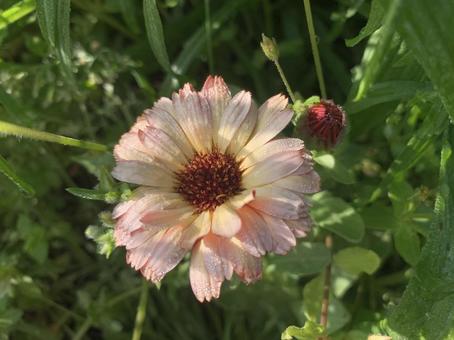 カレンジュラ カレンジュラ,フラッシュバックミックス,エディブルフラワーの写真素材