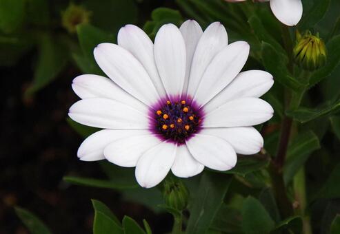 オステオスペルマム・エクロニス オステオスペルマム,エクロニス,藍眼菊の写真素材