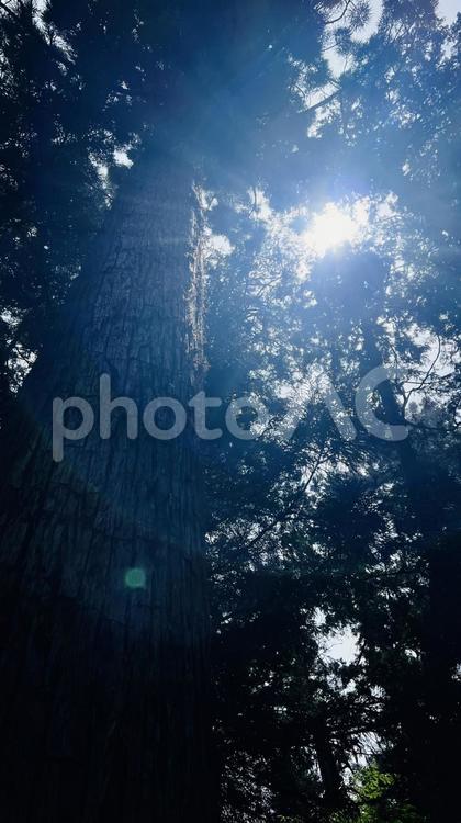 森の日差し 森,木,木々の写真素材