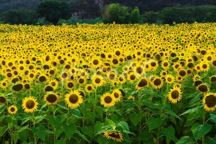 ひまわり畑の風景 ひまわり,向日葵,ひまわり畑の写真素材