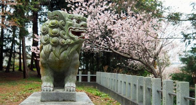 春爛漫　門側を睨む狛犬 桜,狛犬,ピンクの写真素材