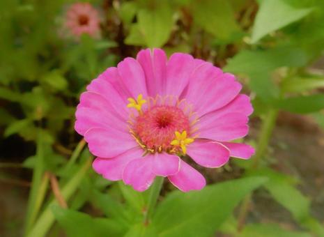 【花の写真】 ヒャクニチソウ（百日草）の写真