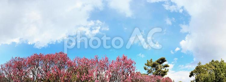 満開の梅の花と空　3月寒梅　パノラマ背景素材 梅,ピンク,花の写真素材