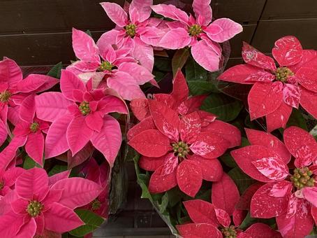 ポインセチア　クリスマス ポインセチア,クリスマス,観葉植物の写真素材