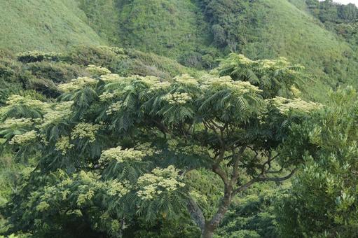Photo, minamiizu, yusuge park, the scenery, 