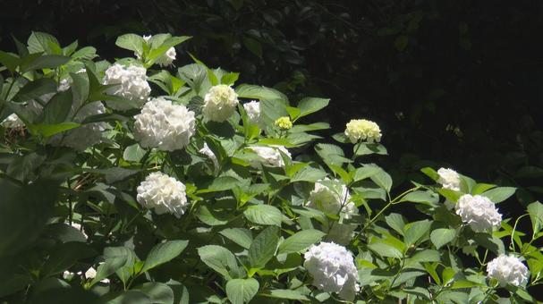 紫陽花07 紫陽花07の写真