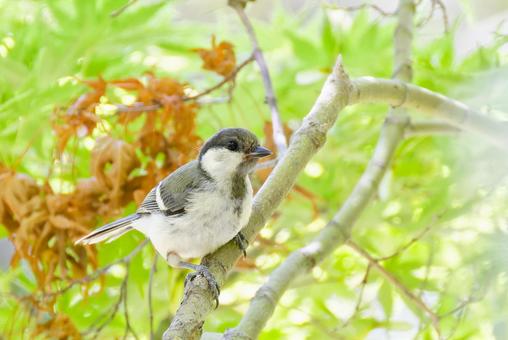 森の中で親鳥を待つシジュウカラの幼鳥 森の中で親鳥を待つシジュウカラの幼鳥 シジュウカラ,四十雀,幼鳥の写真素材